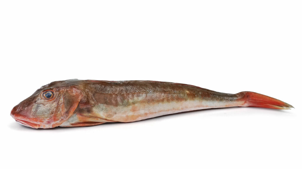 beekridder-bestellen-bij-smaakgenot-dilvis