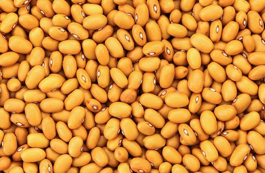 Gedroogde Bruine Bonen Gedroogde Bruine bonen