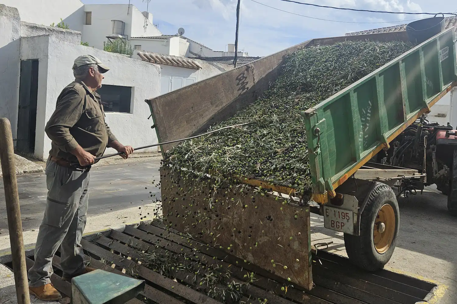 Verse groene en paarse olijven van de nieuwe oogst worden gelost bij de molen van Gil Luna voor snelle koude persing.