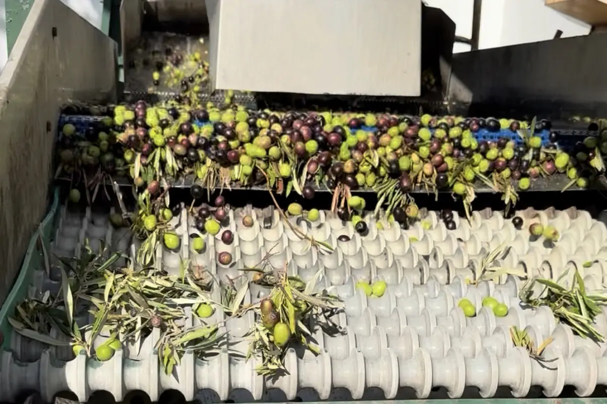 Olijven worden gescheiden van takjes en bladeren in de moderne molen van Gil Luna, voorbereiding op extra vierge olijfolie productie.