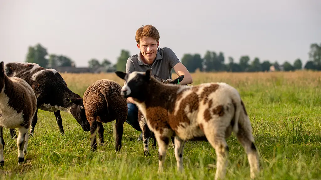 Boer Gerben tussen de schapen van Boerderij Het Veldhuis voor natuurlijk lamsvlees van de boer