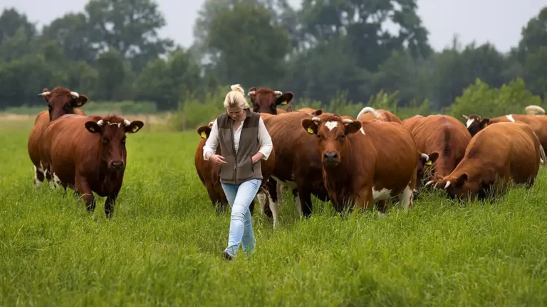 Koeien in het grasland van Erfgoed Bossem voor duurzaam vlees van de boer